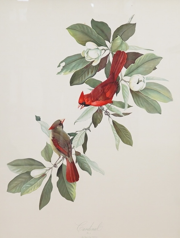 After Roger Tory-Peterson (1908-1996), pair of colour lithographs, Birds, comprising Cedar Waxwing and Cardinal, 70 x 54cm. Condition - one fair, one poor